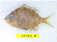 藏品(白鱲)的圖片